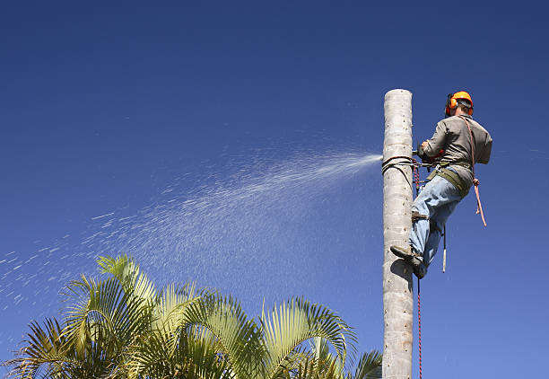 Lawn Pest Prevention in Big Bear Lake, CA