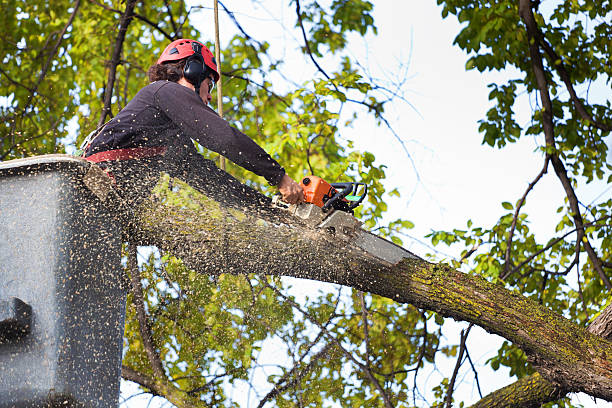 How Our Tree Care Process Works  in  Big Bear Lake, CA