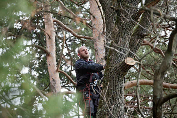 Professional Tree Care in Big Bear Lake, CA